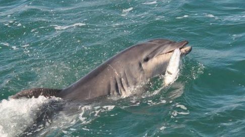 NNZ bottlenose dolphins at risk