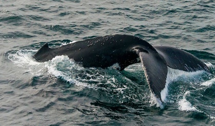 Humpback