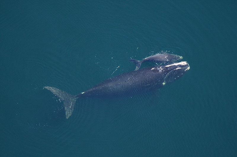 whale and calf