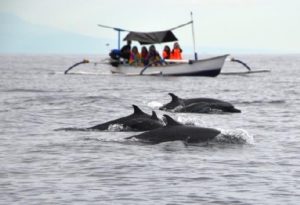 Bali wild dolphins