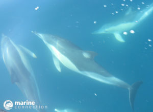 Common Dolphins