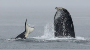 humpback and transient orca