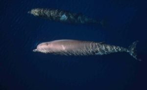 Northern Bottlenose Whales