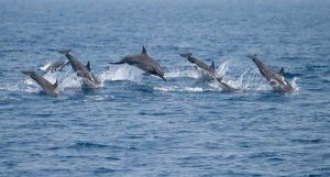 cetacean-watching-in-kalpitiya-sri-lanka