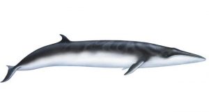 omura-whale