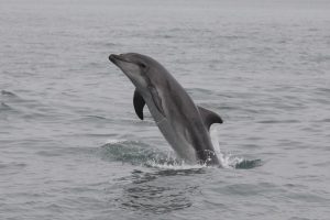 namibian-dolphin-project
