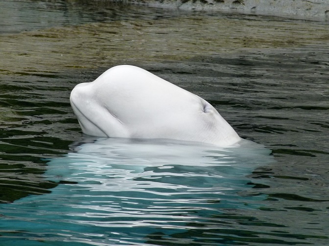 Beluga whale