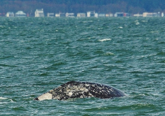 Gray whale