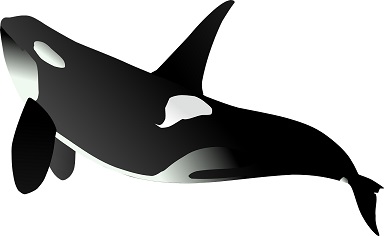 Orca Graphic