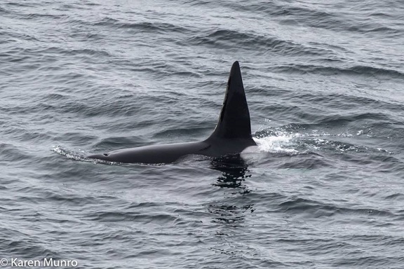 Orca_Duncansby_Karen Munro_CROP