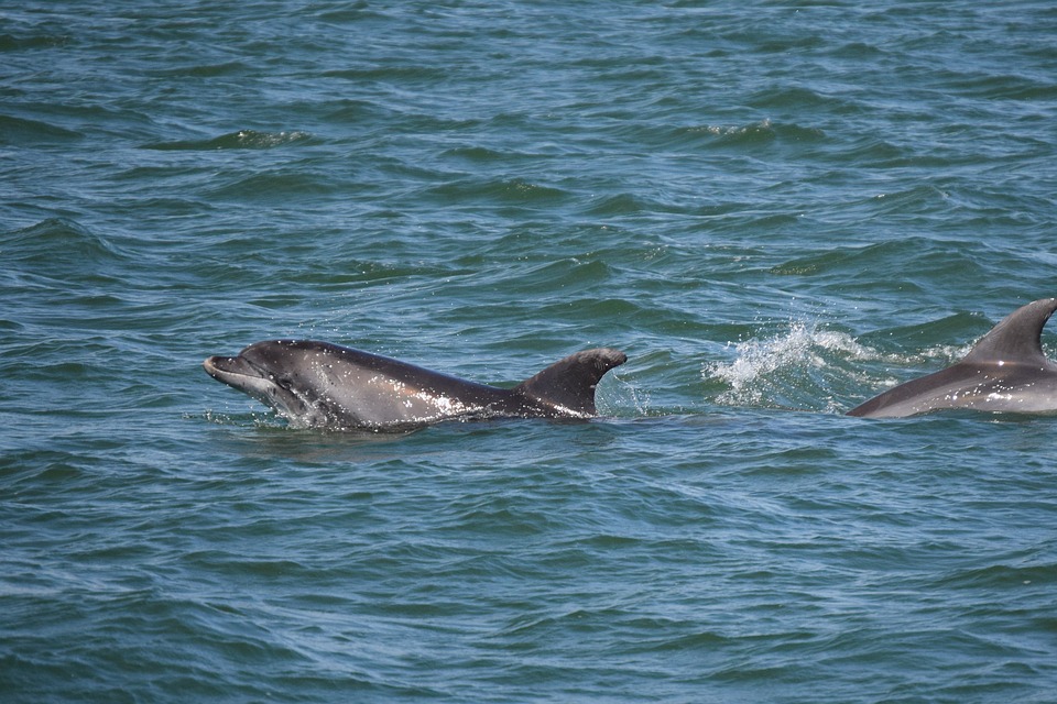 Black Sea Dolphins (c) U Mamma