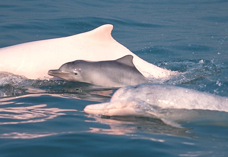 dolphin-group