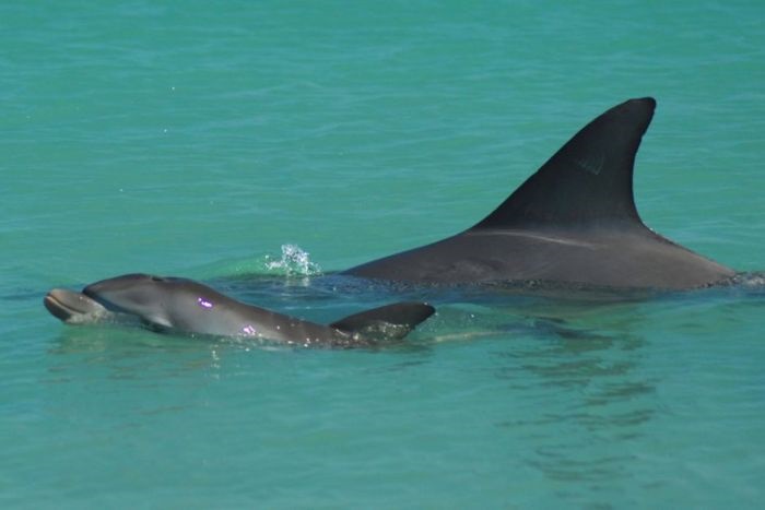 Bottlenose dolphins (c) WA Department of Parks and Wildlife