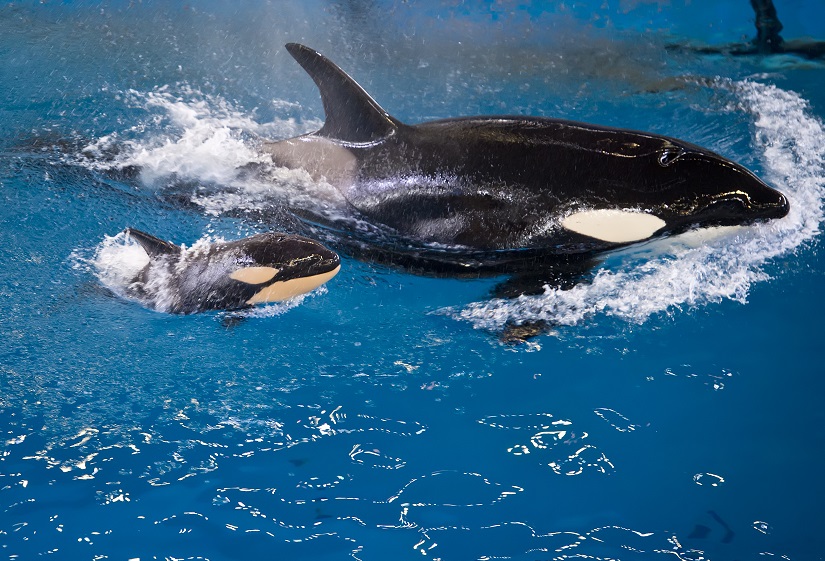 Takara and calf April 2017_SeaWorld