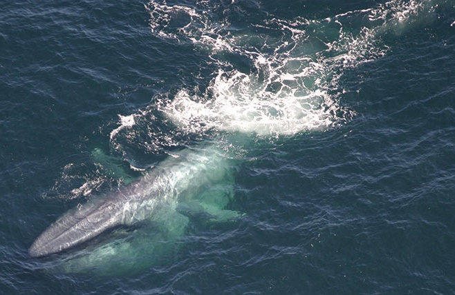 Blue_whale_NOAA