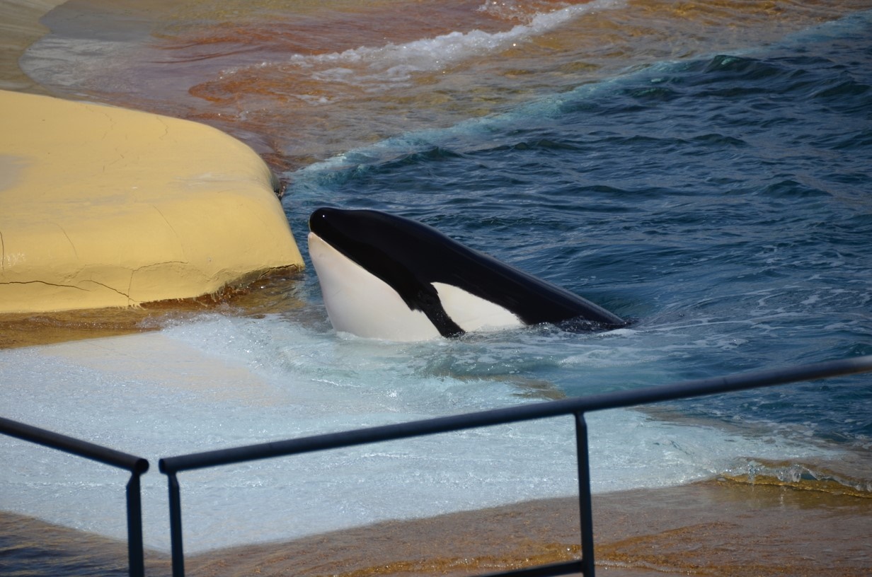 Orca Marineland Antibes (c) One Voice