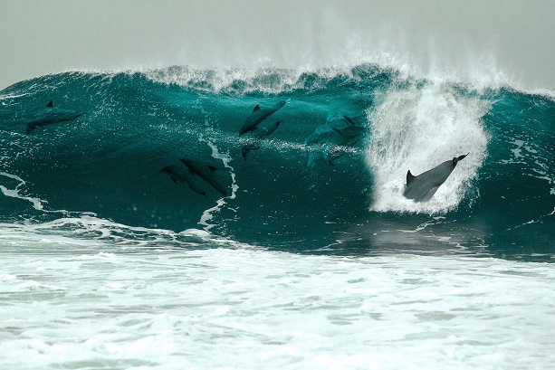 Surfing dolphins