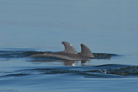 dolphins Sarasota Bay (c) NMFS