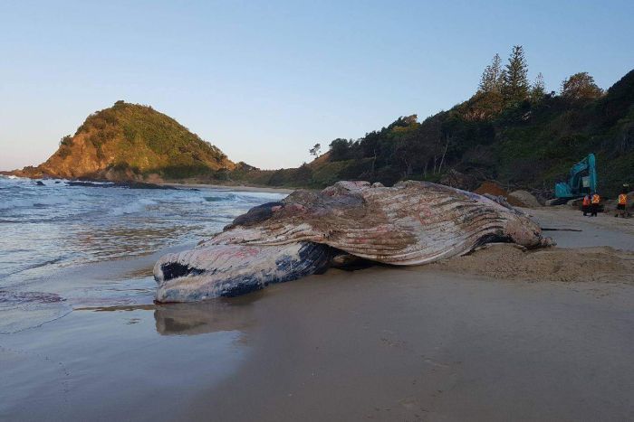 (c) NSW National Parks and Wildlife