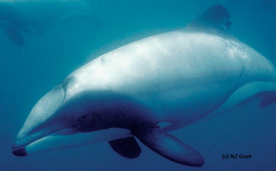 Maui's dolphin close up (c) NZ Govt