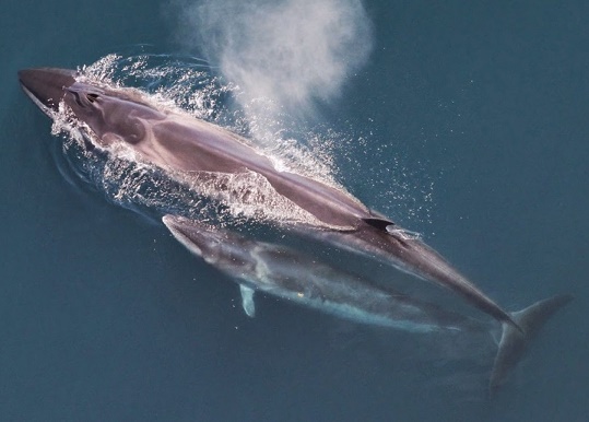 Sei_whale_mother_and_calf_Christin_Khan_NOAA(1)