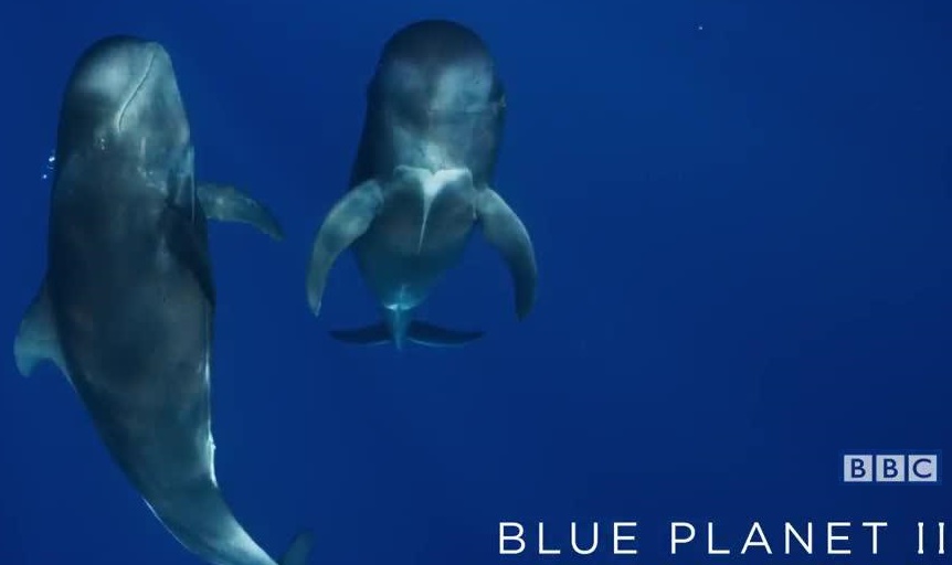 Blue Planet II BBC