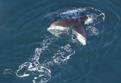 Right Whale (c) Center for Coastal Studies