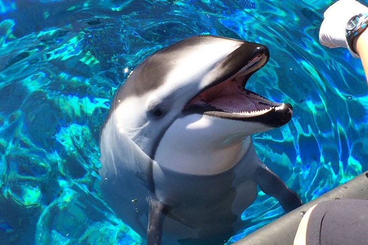 Vancouver Aquarium (c) Global News