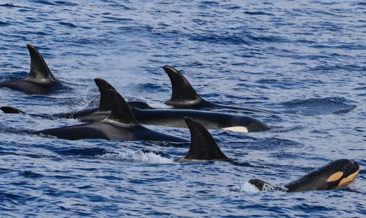 Bremer orca calf_copyright Rebecca Wellard