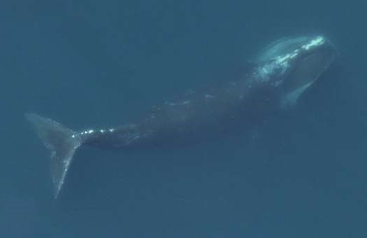 Right Whale_NOAA Fisheries,Christin Khan