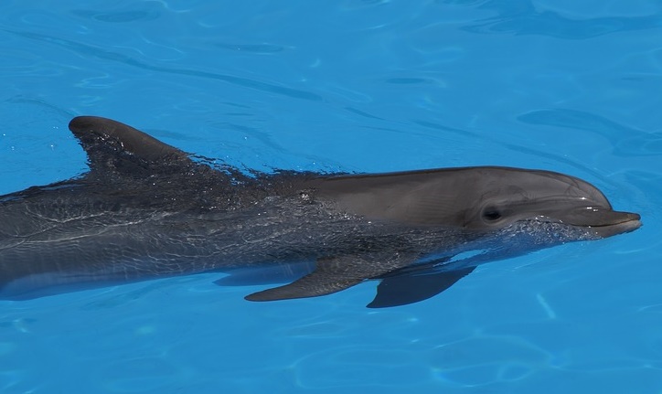 captive dolphin