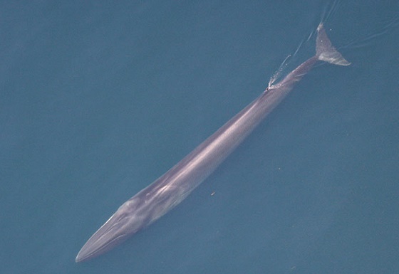 Fin whale_Peter Duley