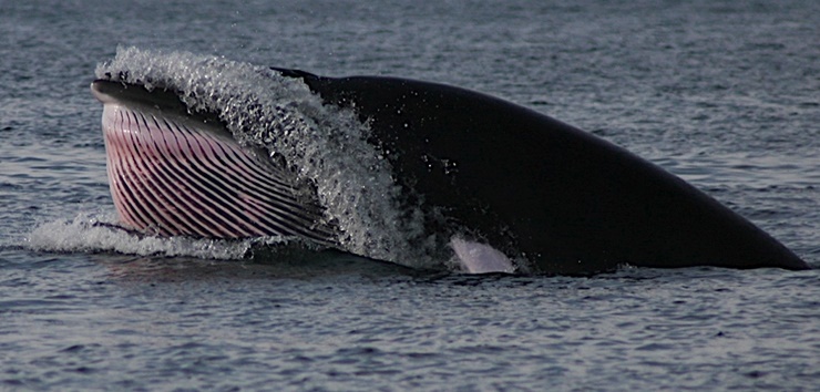 Minke whale_ Denise Risch_NEFSC_NOAA_crop