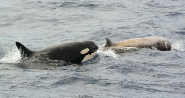 Orca_Curviers Beaked Whale_c Naturaliste Charters_Machi Yoshida