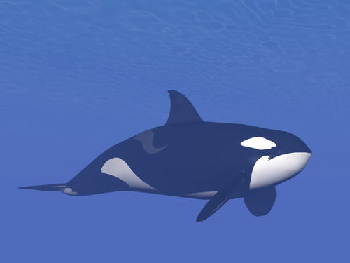 Orca underwater
