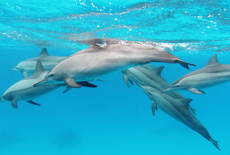 Spinner dolphins Red Sea_Alexander Vasenin