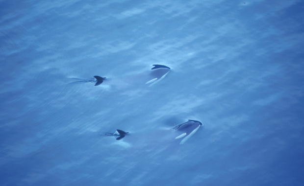 Orcas (c) Orcalab