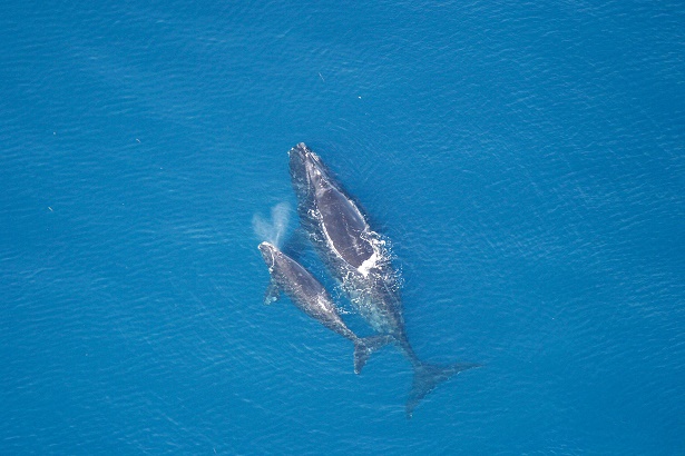 North Atlantic Right Whales_NOAA