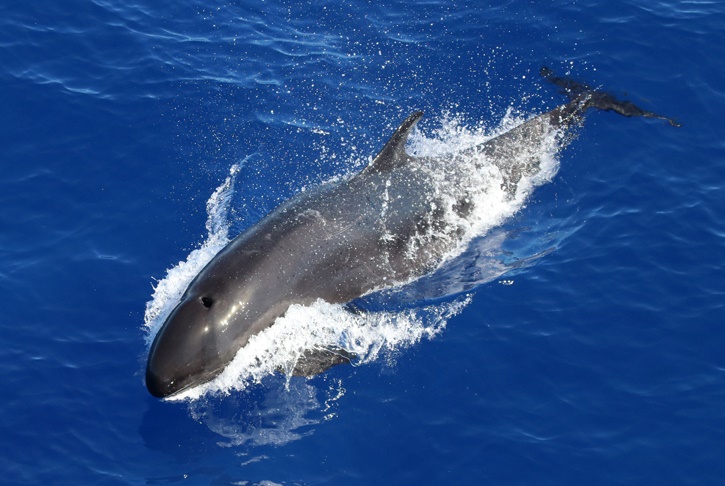 Hawaii false killer whale_c Charlotte Boyd