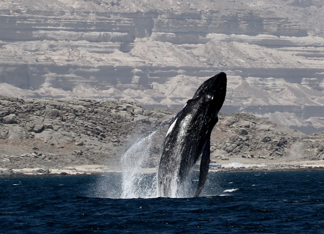 Humpback whale_Arabian Sea (c) Daryl McDonald