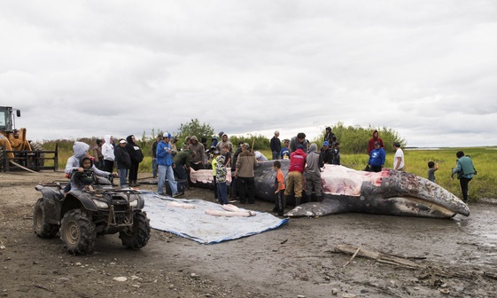 Alaskan whale kill_Katie Basile, AP
