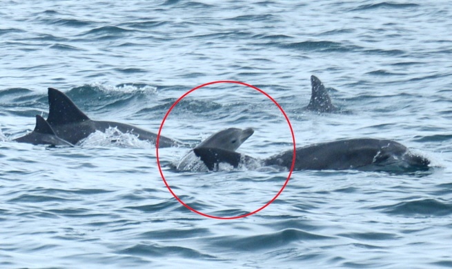 Boksoon and calf (c) Jeju Research Team