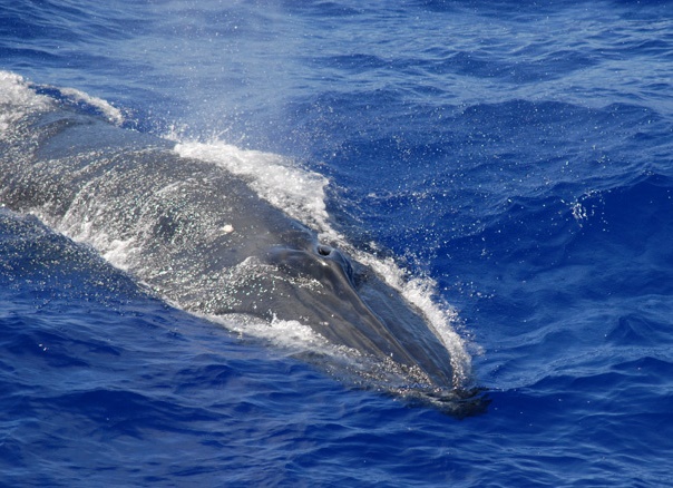 Bryde's whale (c) NOAAc