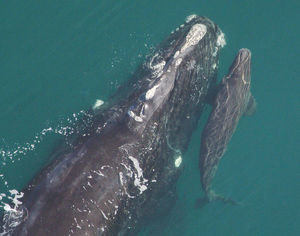 rightwhales_NOAA