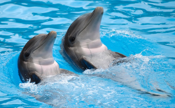 Captive_dolphin_SS