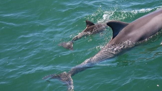 Port River dolphins (c) Jenni Wyrsta