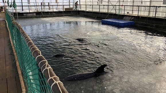 Russian_whale_prison c_Sakhalin Environment Watch