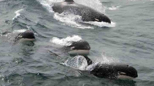 Type D killer whales_J.P. Sylvestre,NOAA