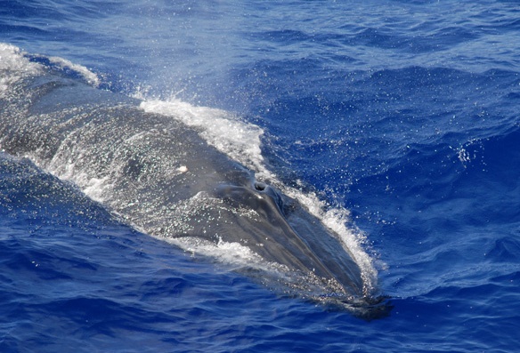 Bryde's Whale (c) NOAA