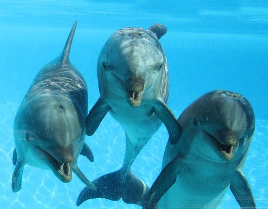 Parques Reunidos fined for keeping dolphins in unsuitable conditions